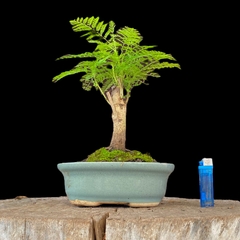 jacaranda flor 21 años - comprar online