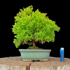 Árbol de la vida 19 años - comprar online