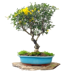 Jazmín amarillo flor 51 años - comprar online