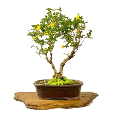 Jazmín amarillo flor 39 años