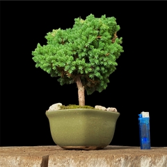Juniperus enebro 16 años