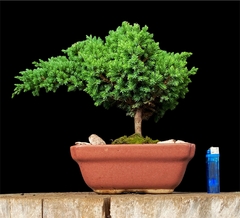 Juniperus enebro 17 años
