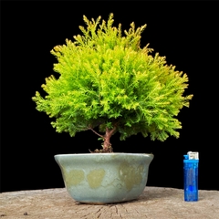 Árbol de la vida 14 años