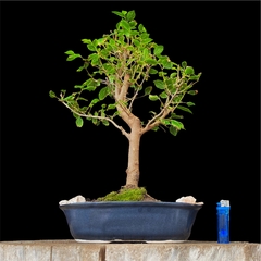 Celtis 19 años