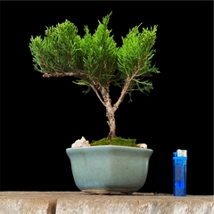 Juniperus chino 12 años