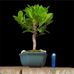 Ficus 12 años