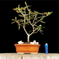 Olivo flor y fruto 15 años