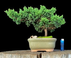 Juniperus enebro 19 años
