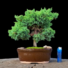 Juniperus enebro 18 años