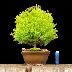 Árbol de la vida 14 años