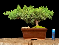 Juniperus enebro 15 años