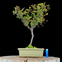 Cotoneaster flor y fruto 23 años