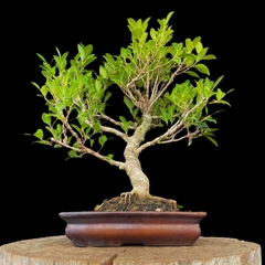 Ficus 44 años