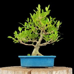 Ficus 35 años