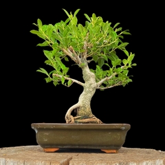 Ficus 37 años