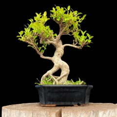 Ficus 40 años