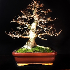 Celtis australis 73 años - Bonsaiqr