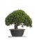 -.PLANTINES Y PREBONSAI.-