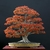 -.BONSAI.-