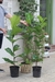 Ficus Pandurata Mediana