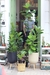Ficus Pandurata Mediana en internet