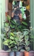 Ficus Elástica Shivereana Mediano - comprar online