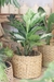 Aglaonema Pataya