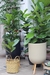 Ficus Pandurata Mediana - comprar online
