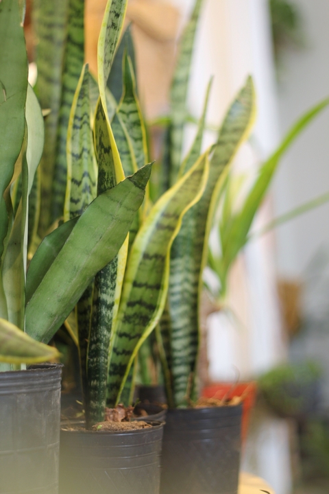 Sansevieria Laurentii