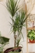Dracena Marginata Grande - comprar online