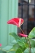 Anthurium - comprar online