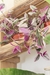 Tradescantia Nanouk - comprar online