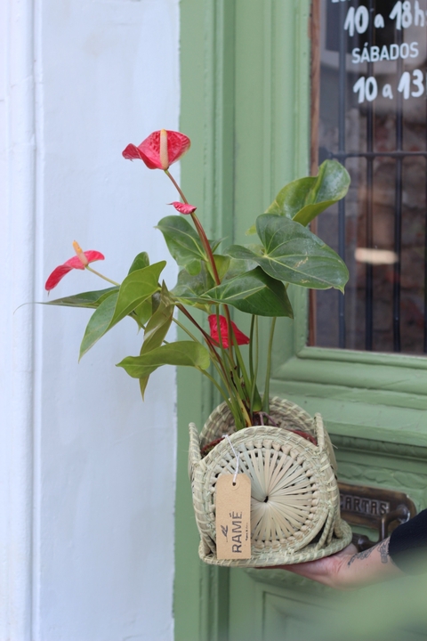 Anthurium