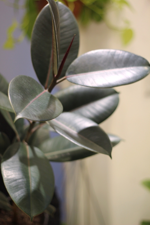 Ficus Elástica Borgoña Mediano - comprar online