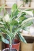 Aglaonema Pataya - comprar online