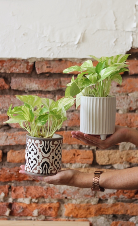 Pothus Variegado Chico