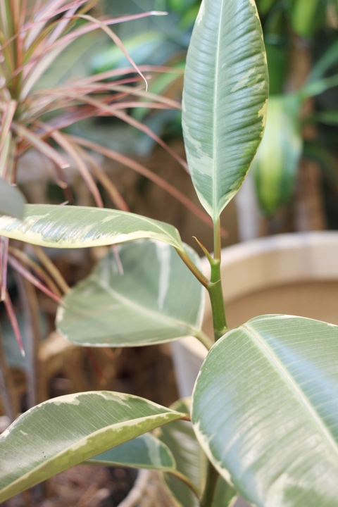 Ficus Elástica Variegada Mediano - comprar online