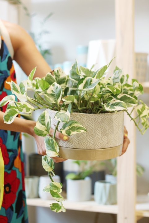 Labrada Paila Colour - comprar online