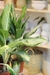 Aglaonema Pataya en internet