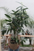 Ficus Alii / Amstel en internet