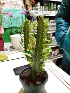 SUCULENTA EUPHORBIA TRIGONA VERDE - comprar online