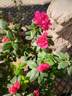 AZALEA JAPONICA SIMPLE - comprar online