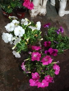 SURFINIA PETUNIA COLGANTE - El Viverito