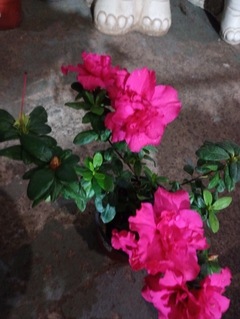 AZALEA JAPONICA SIMPLE - tienda online