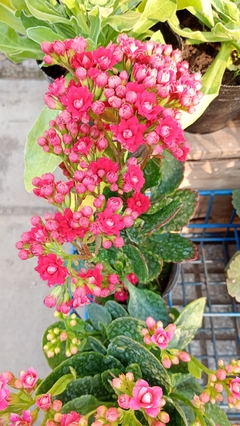 KALANCHOE DOBLE - comprar online
