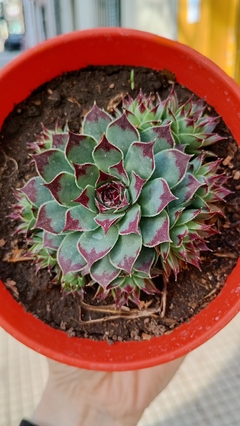 Sempervivum calcareum SUCULENTA