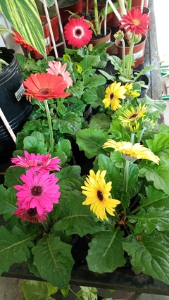 GERBERA