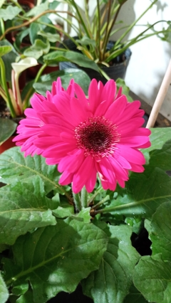 GERBERA - El Viverito