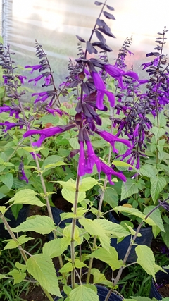 SALVIA GUARANITICA - comprar online