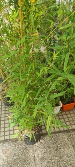 CAÑA DE BAMBU - comprar online